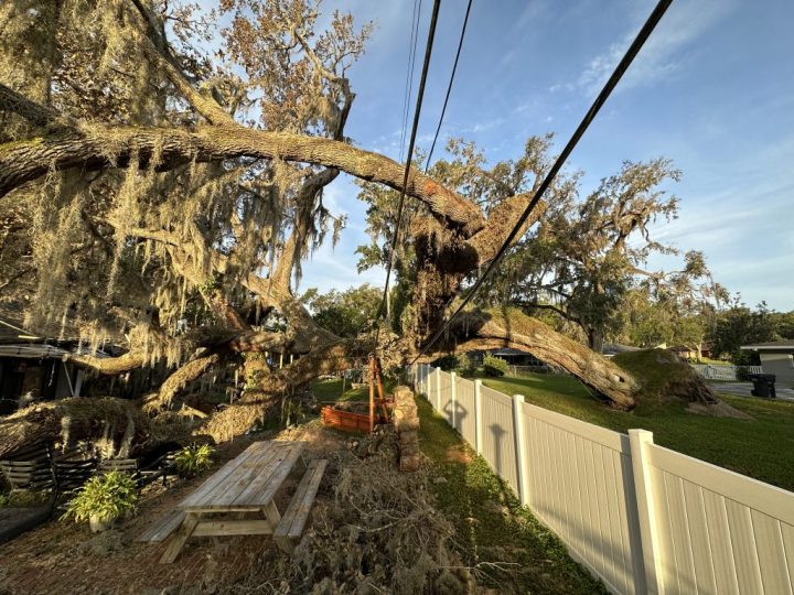 Emergency Tree Services