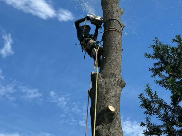 Tree Services